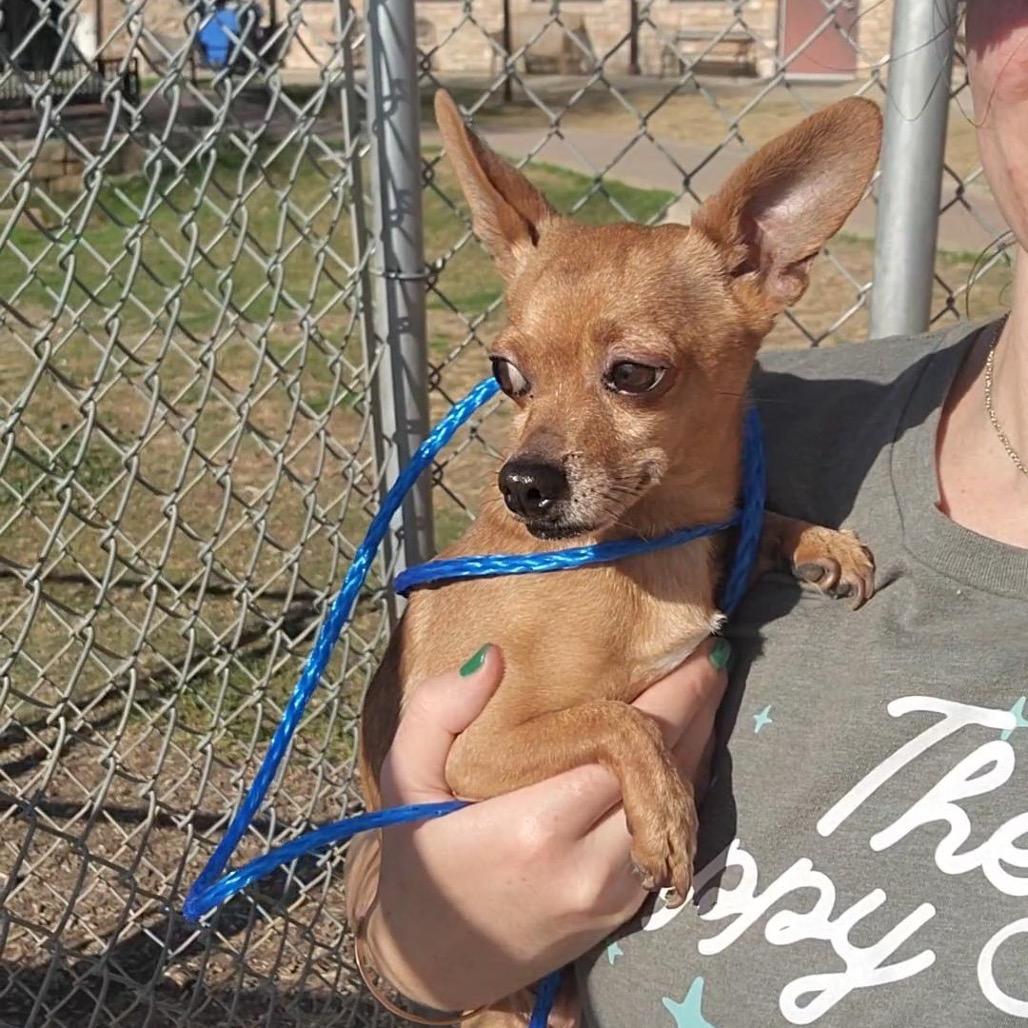 Enlarge Charlie Brown, a Adoptable mixed breed in Grapevine, TX image 1/4