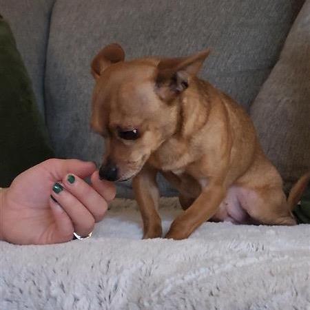 Enlarge Charlie Brown, a Adoptable mixed breed in Grapevine, TX image 2/4