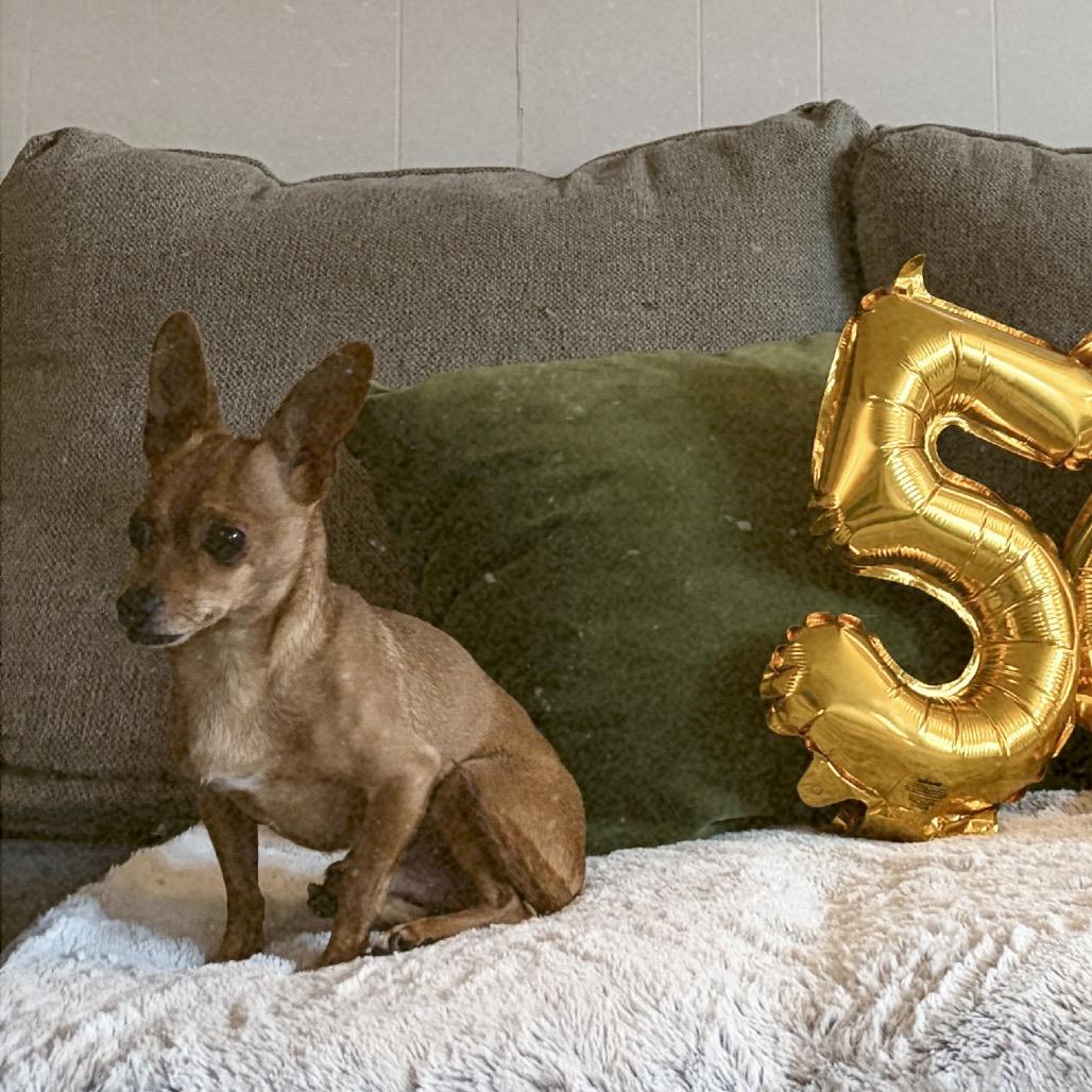 Enlarge Charlie Brown, a Adoptable mixed breed in Grapevine, TX image 4/4