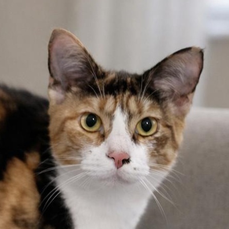 Enlarge Tuvalu, a Adoptable mixed breed in Boise, ID image 3/6