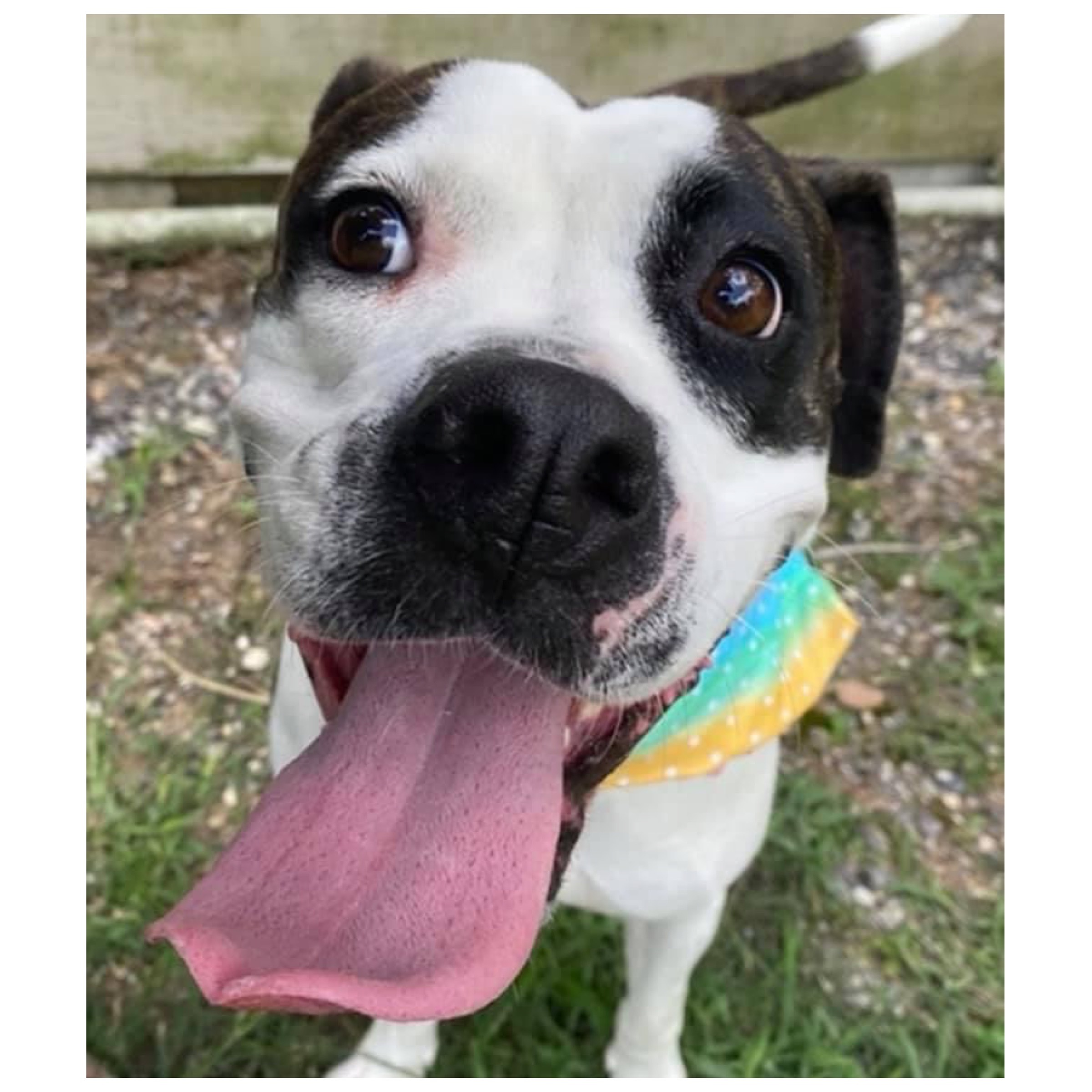 Abbey, Adoptable, Adult Female American Bulldog.