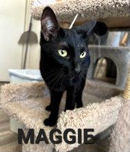 MAGGIE, Adult Female unknown
