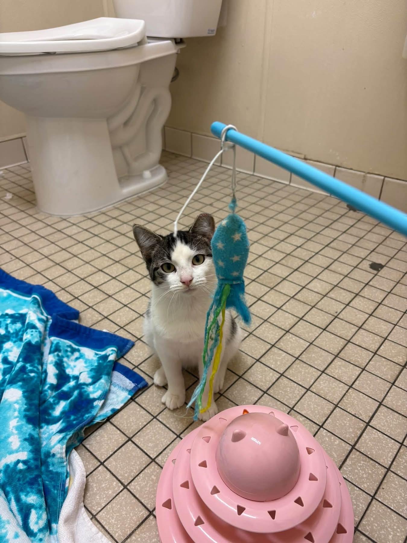 Enlarge Casmir, a Adoptable mixed breed in Chicago, IL image 1/6
