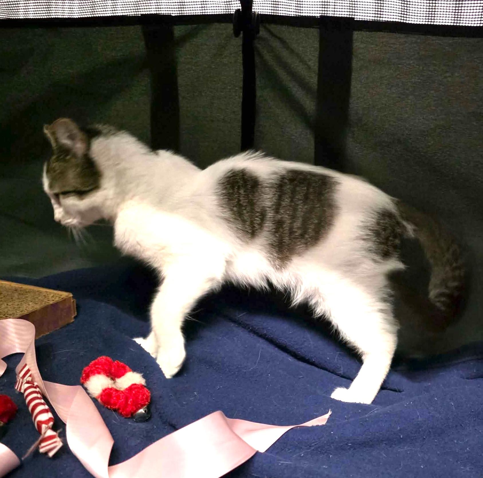 Enlarge Casmir, a Adoptable mixed breed in Chicago, IL image 5/6