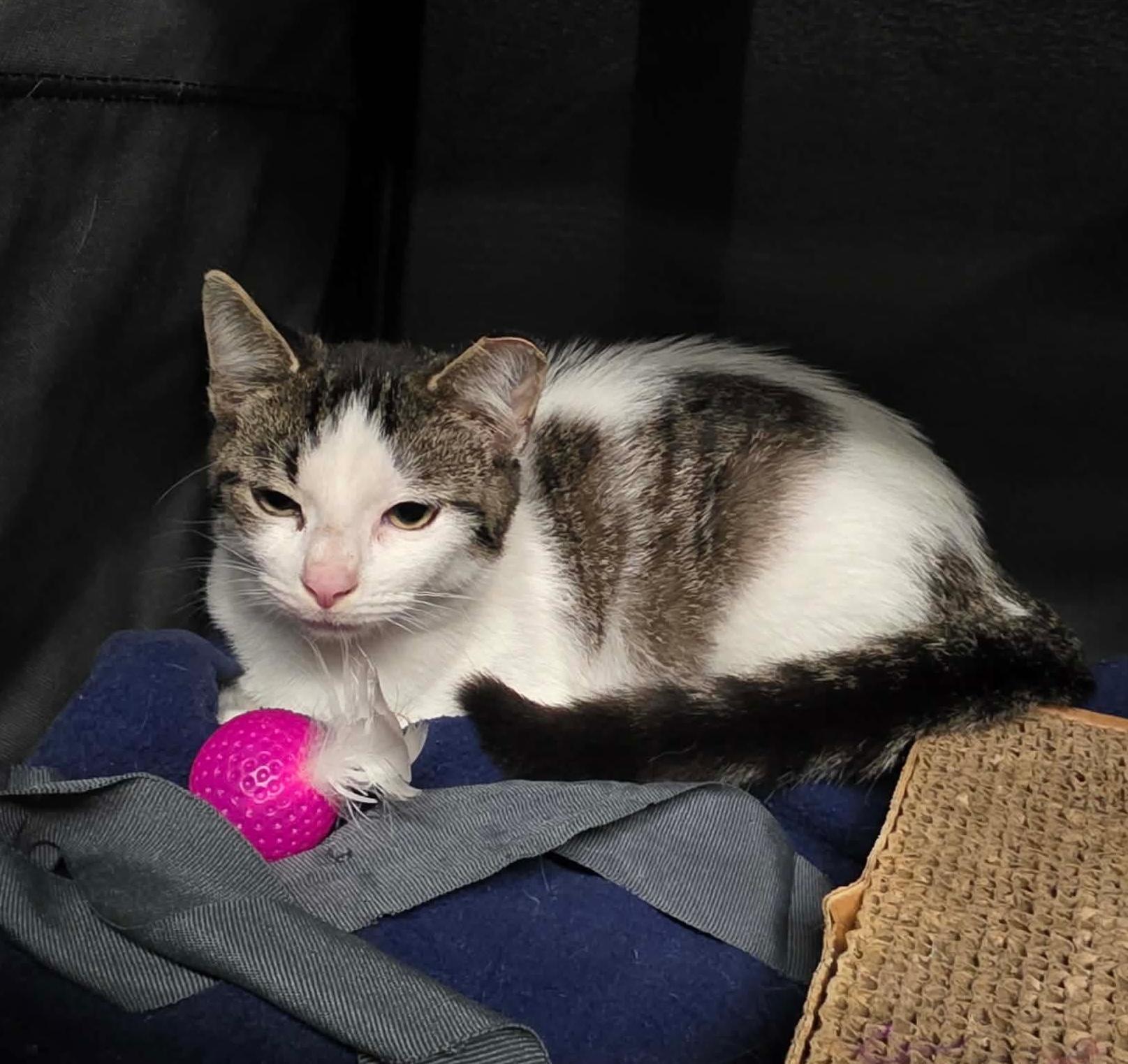 Enlarge Casmir, a Adoptable mixed breed in Chicago, IL image 4/6