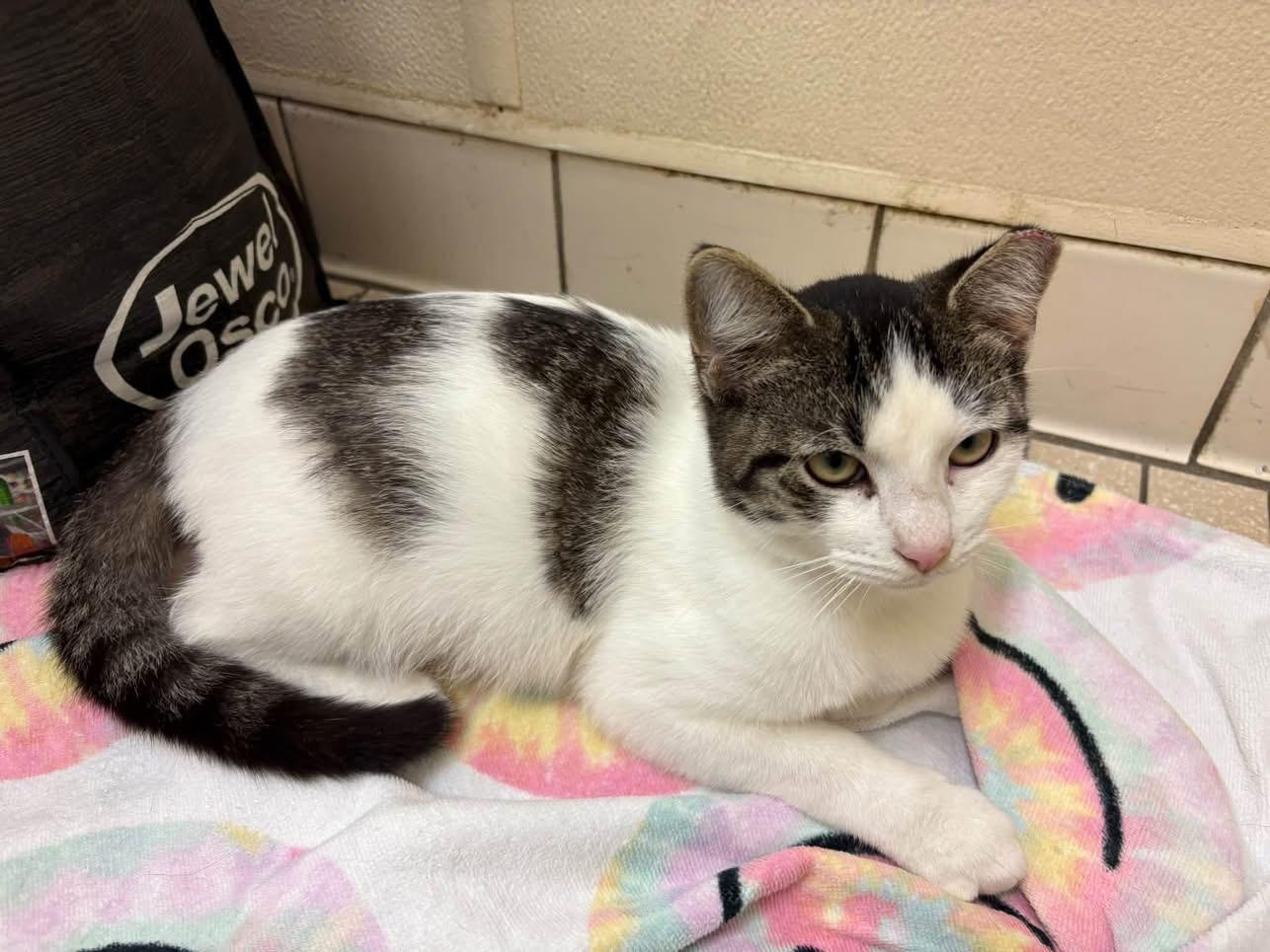 Enlarge Casmir, a Adoptable mixed breed in Chicago, IL image 2/6