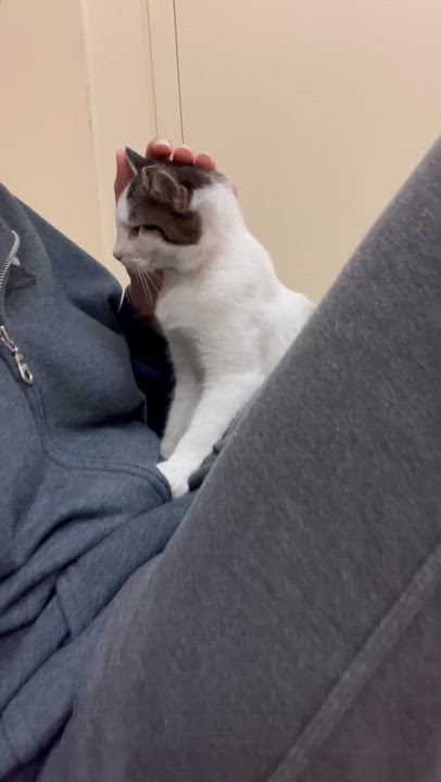 Enlarge Casmir, a Adoptable mixed breed in Chicago, IL video 3/6