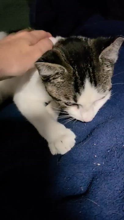Enlarge Casmir, a Adoptable mixed breed in Chicago, IL video 6/6