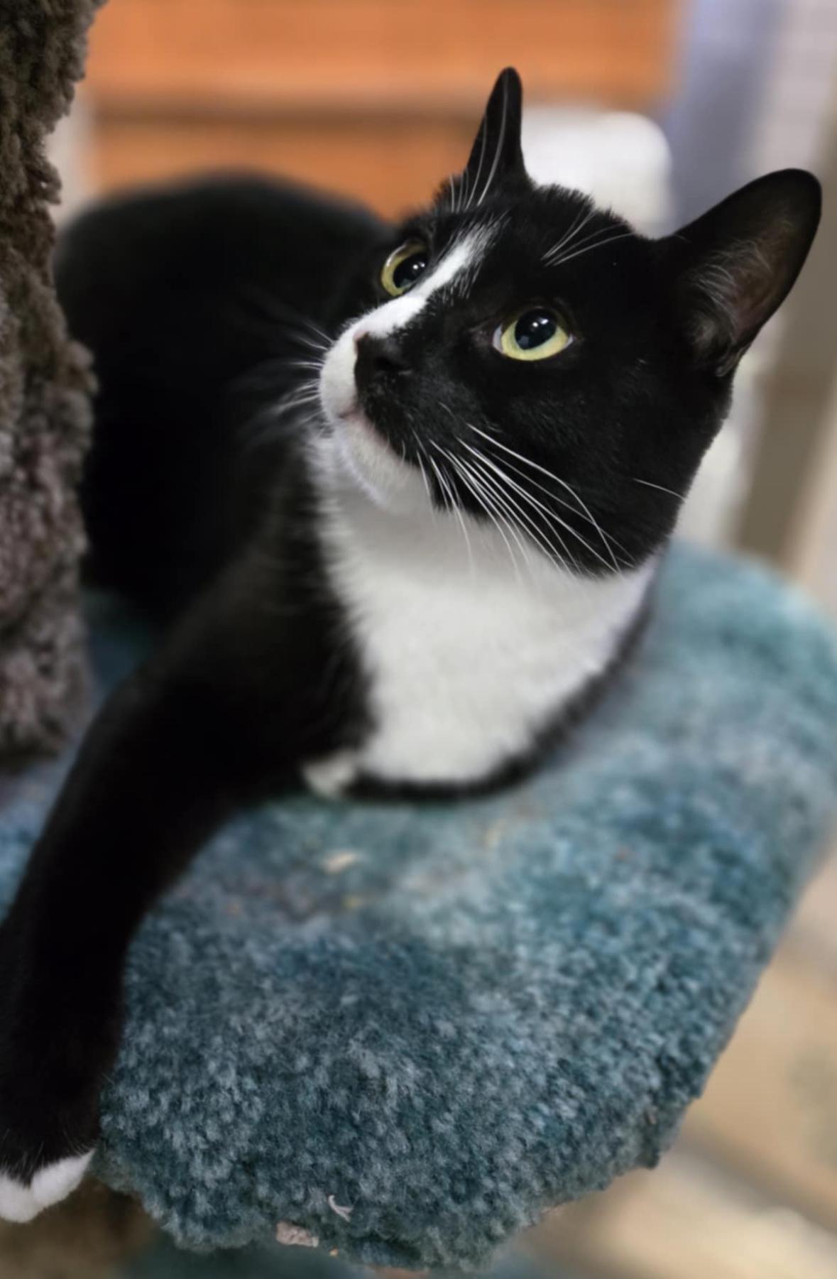 Odin photo 2