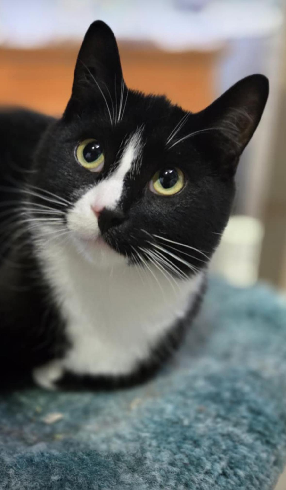 Odin, Adult Male Domestic Short Hair