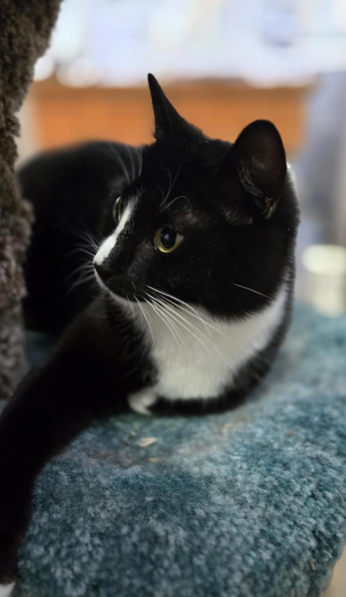 Odin photo 4