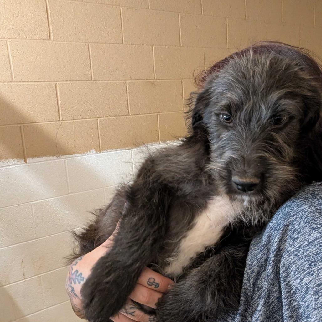 Button, Adoptable, Puppy Male Catahoula Leopard Dog.