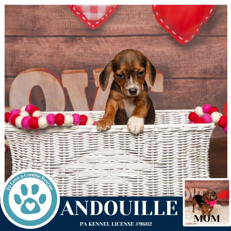 Andouille thumbnail 3