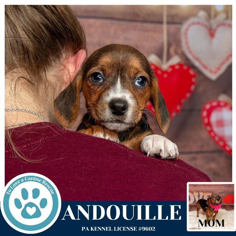 Andouille thumbnail 4