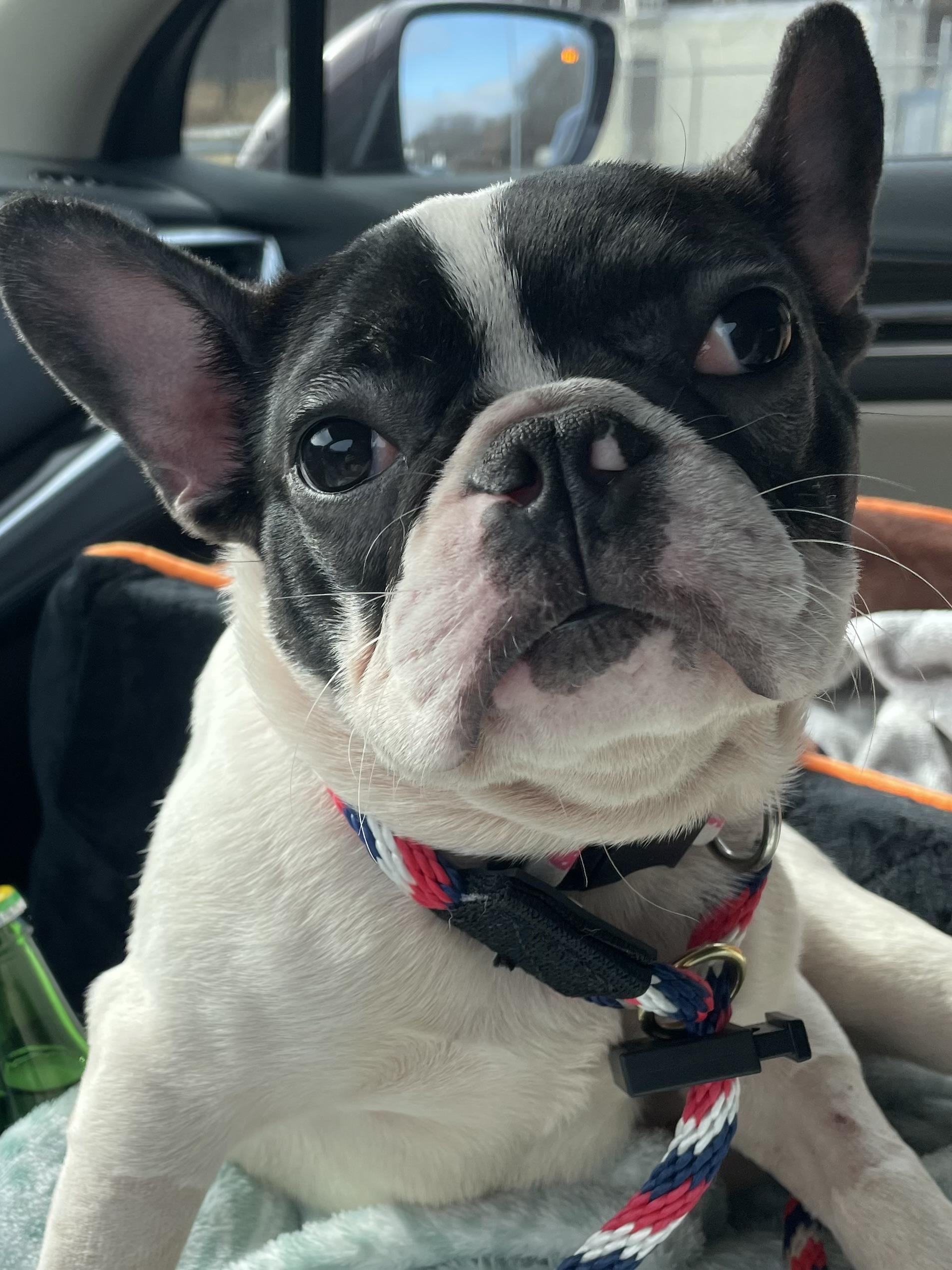Hudson, ADOPTABLE, Young Male French Bulldog.