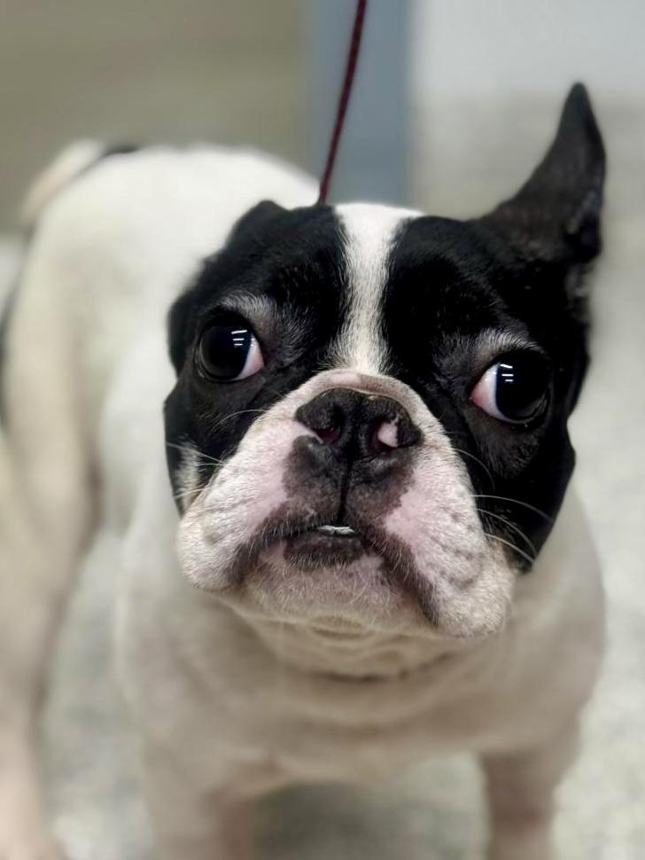 Enlarge Hudson, a ADOPTABLE French Bulldog in POTOMAC, MD image 3/4