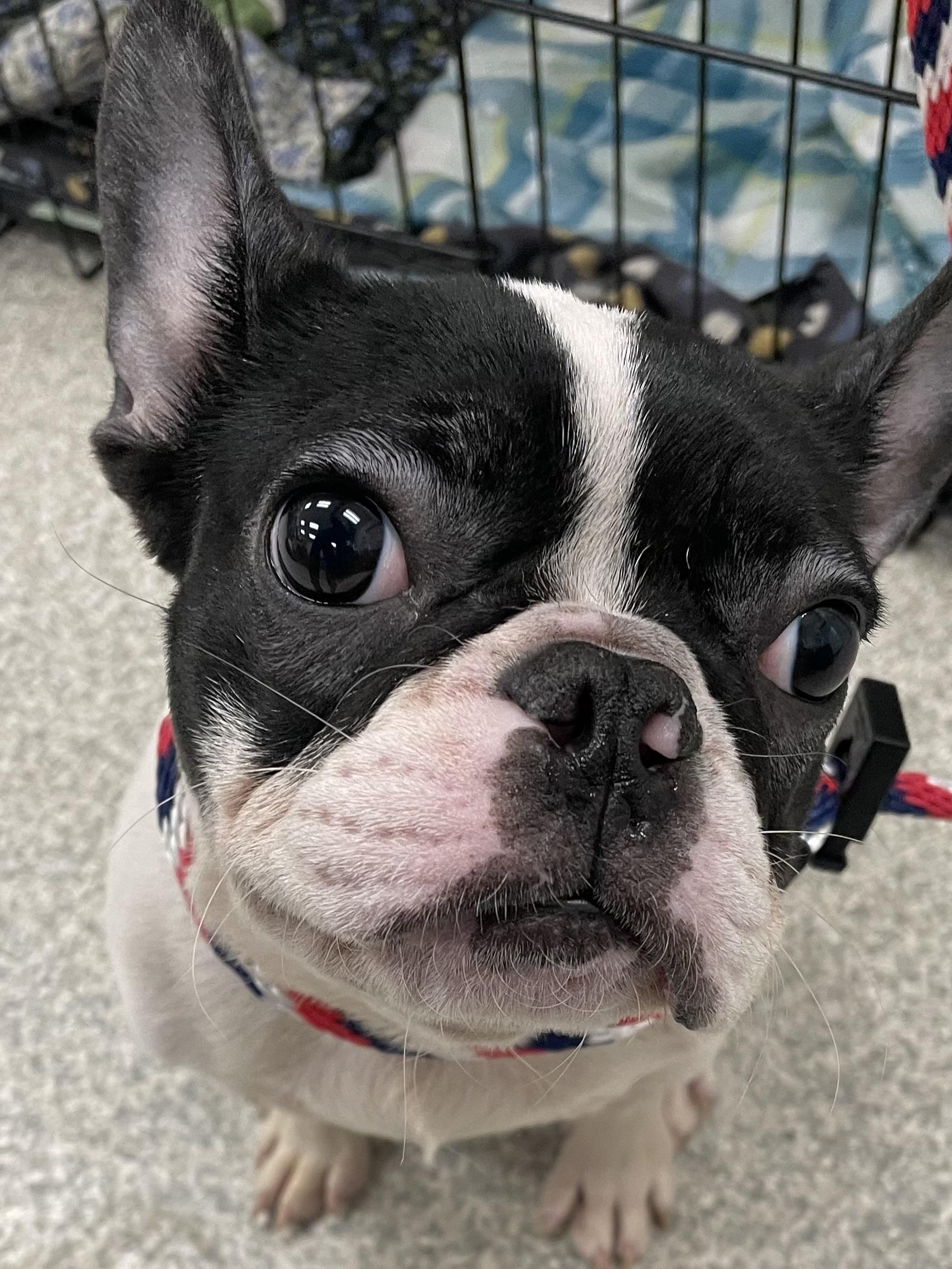 Enlarge Hudson, a ADOPTABLE French Bulldog in POTOMAC, MD image 4/4