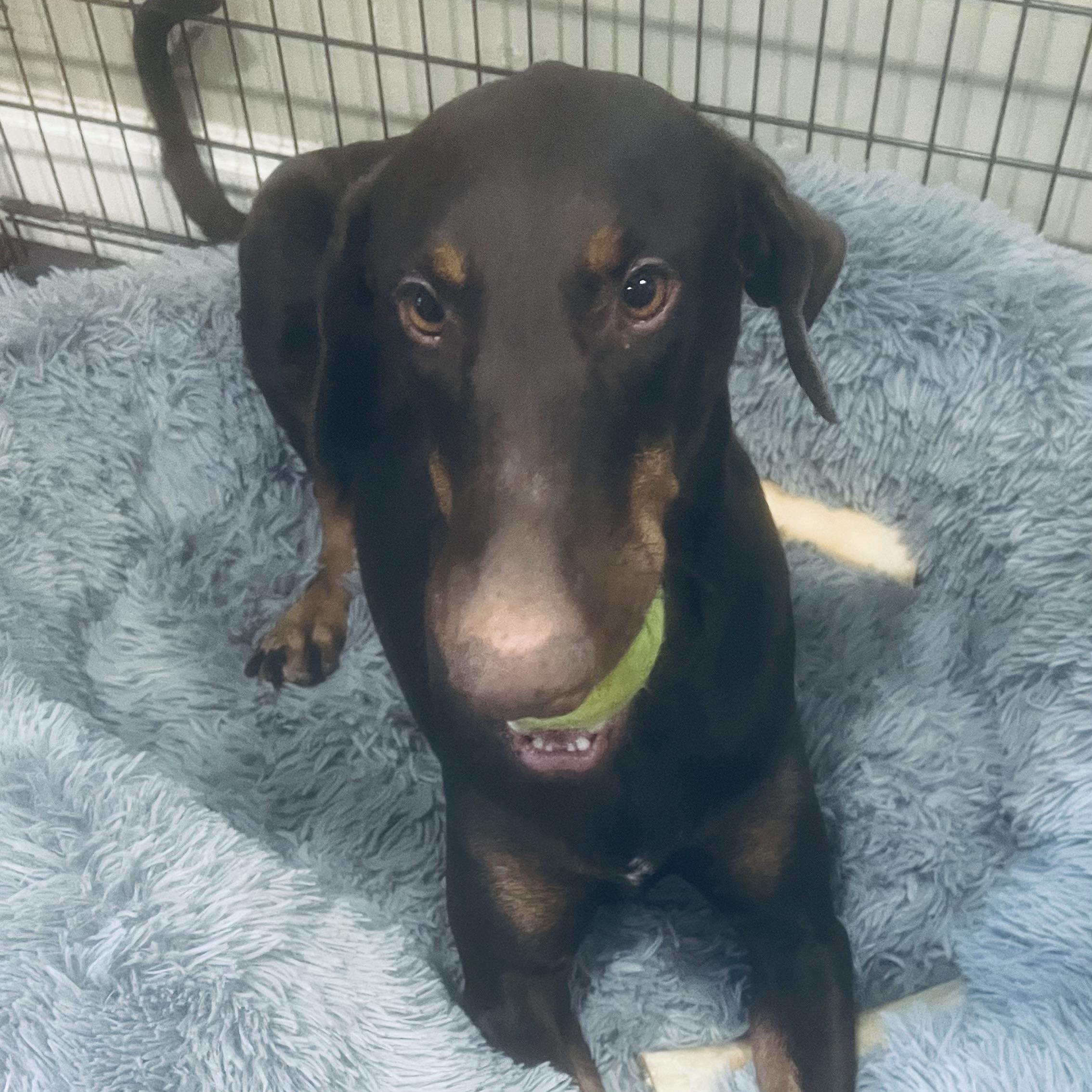 Enlarge Hazel! Sweetest girl!, a Adoptable Doberman Pinscher in Cambridge, MA image 2/6