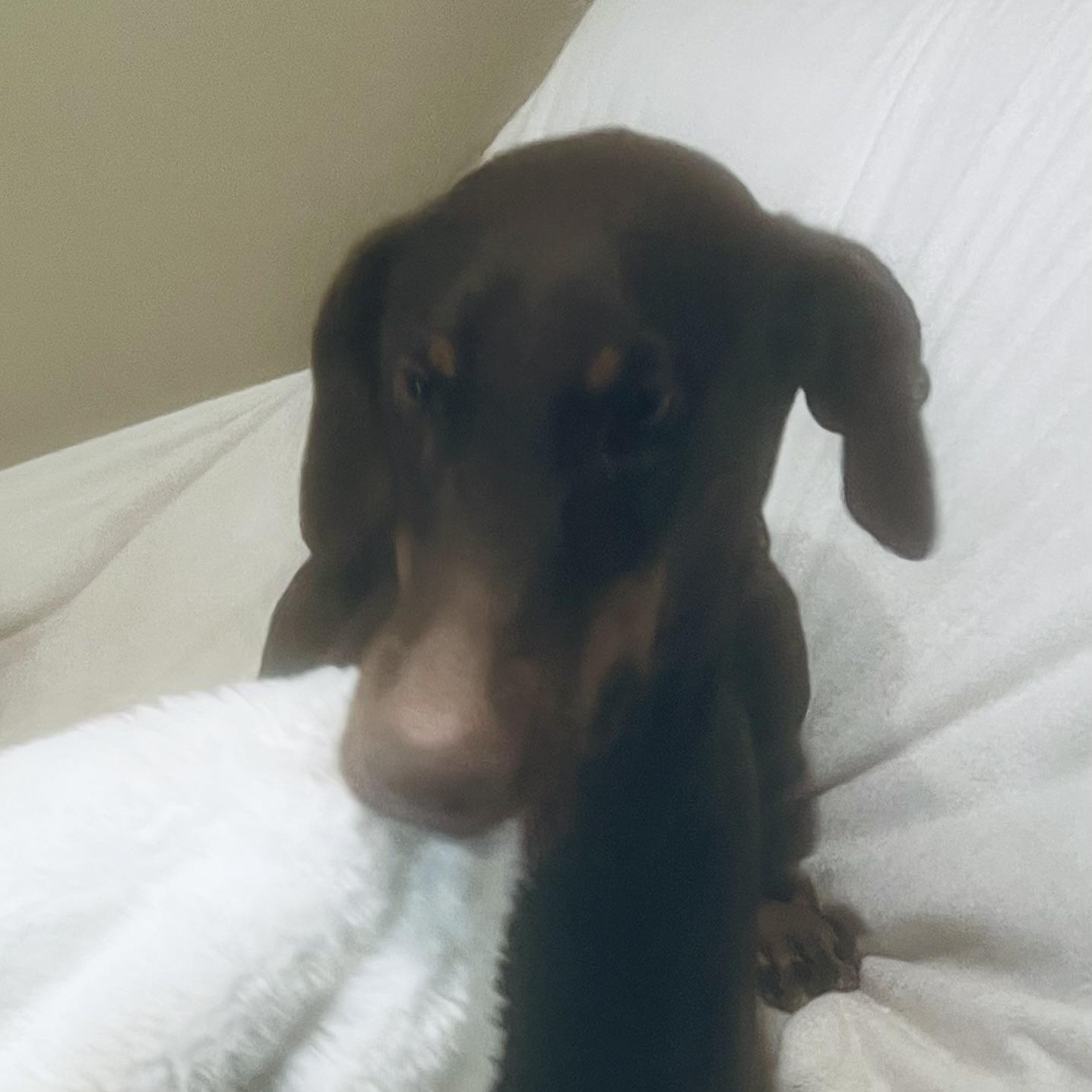 Enlarge Hazel! Sweetest girl!, a Adoptable Doberman Pinscher in Cambridge, MA image 4/6