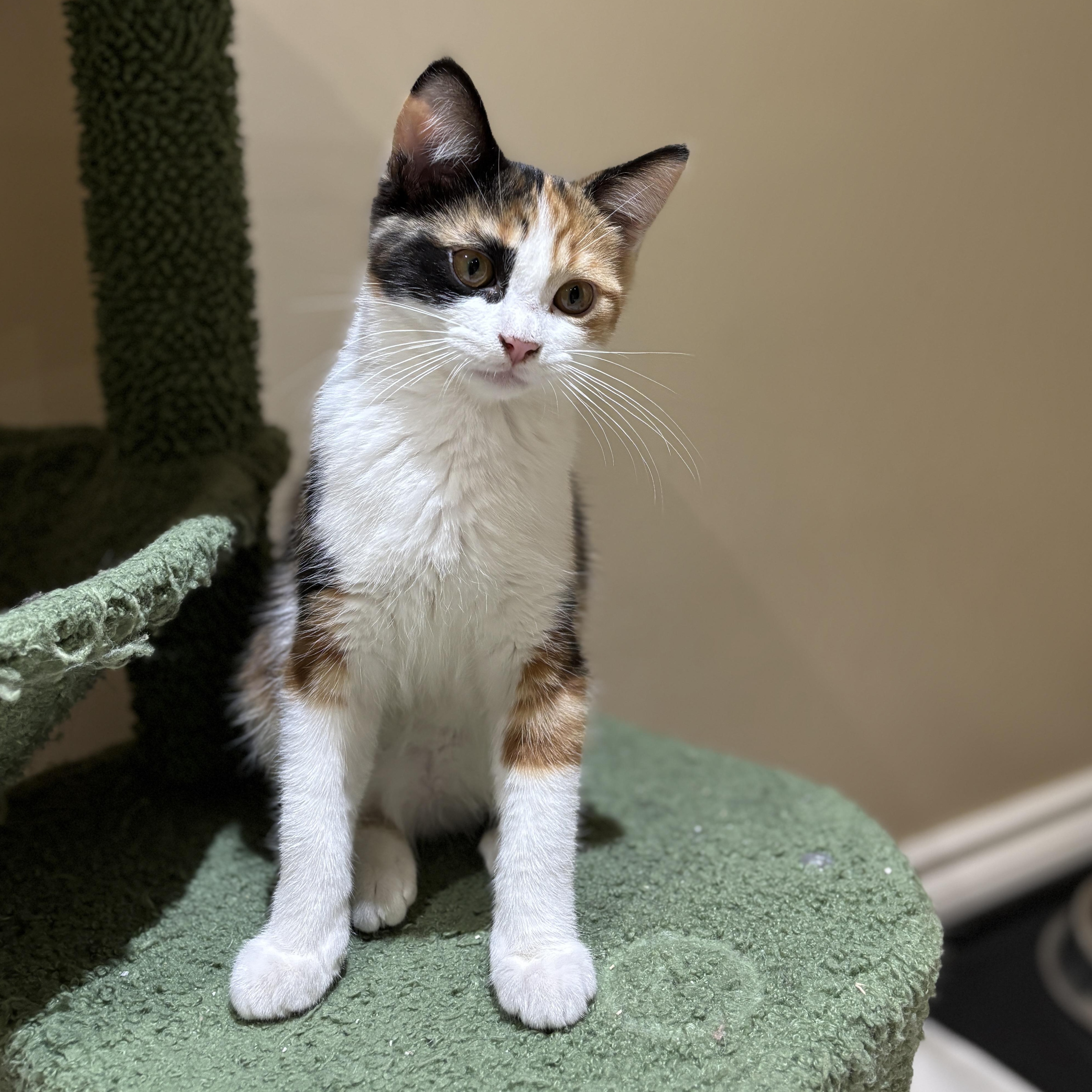 Enlarge Cindy (bonded with Julie), an adopted Domestic Short Hair in Everett, ON image 1/6