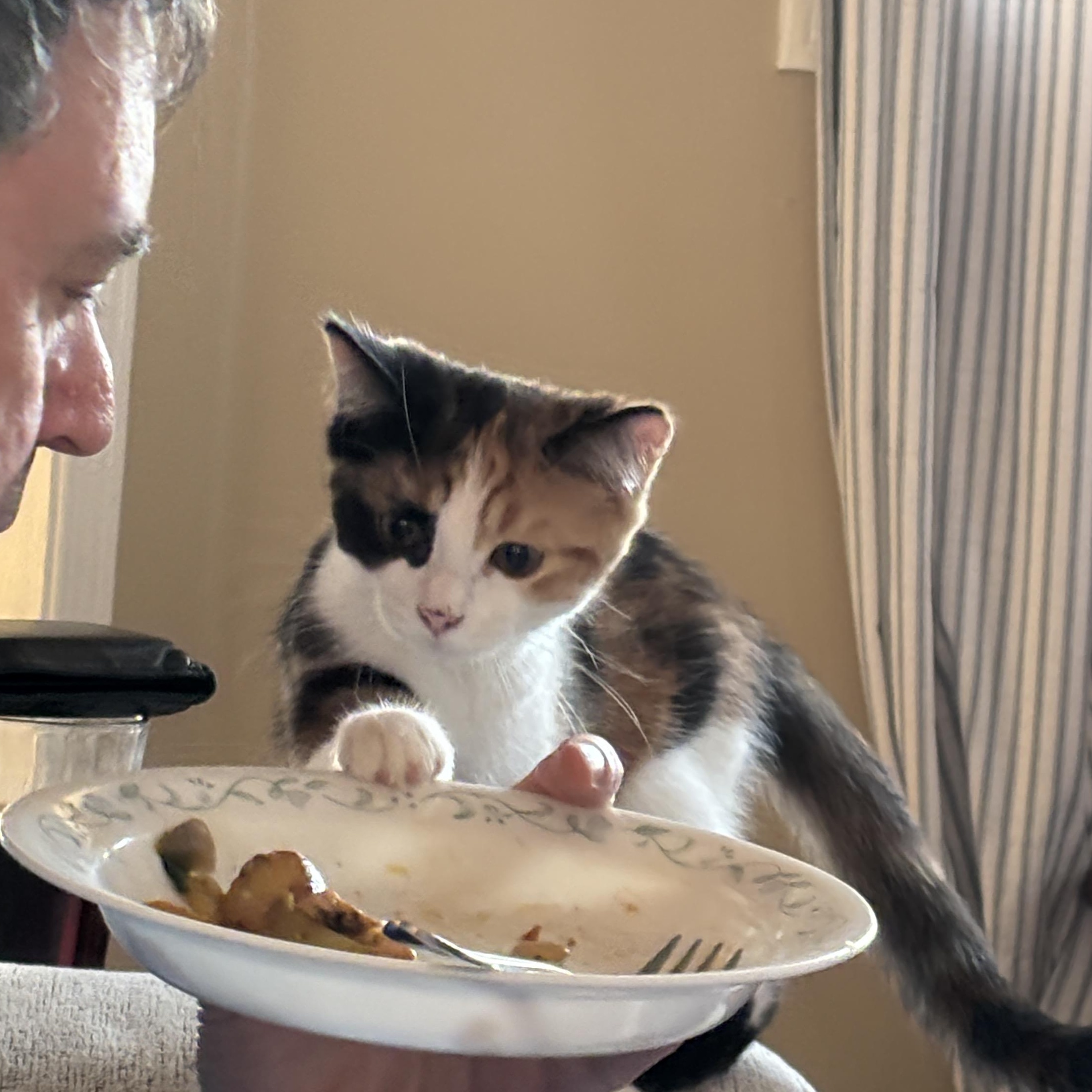 Enlarge Cindy (bonded with Julie), an adopted Domestic Short Hair in Everett, ON image 5/6