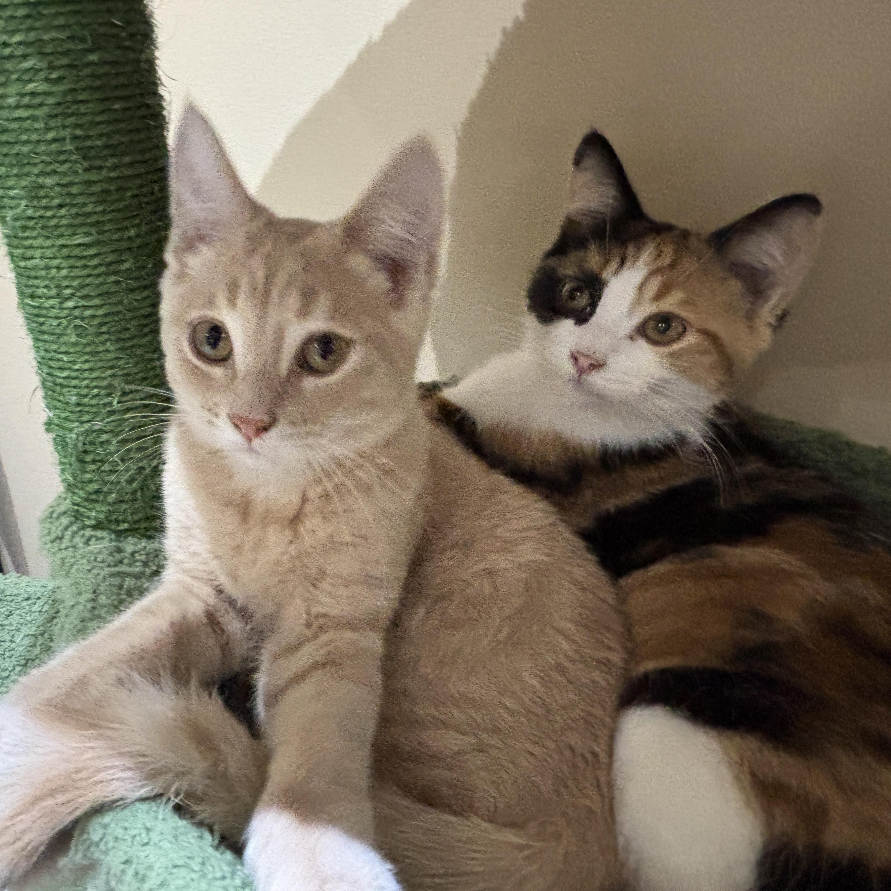 Enlarge Cindy (bonded with Julie), an adopted Domestic Short Hair in Everett, ON image 2/6