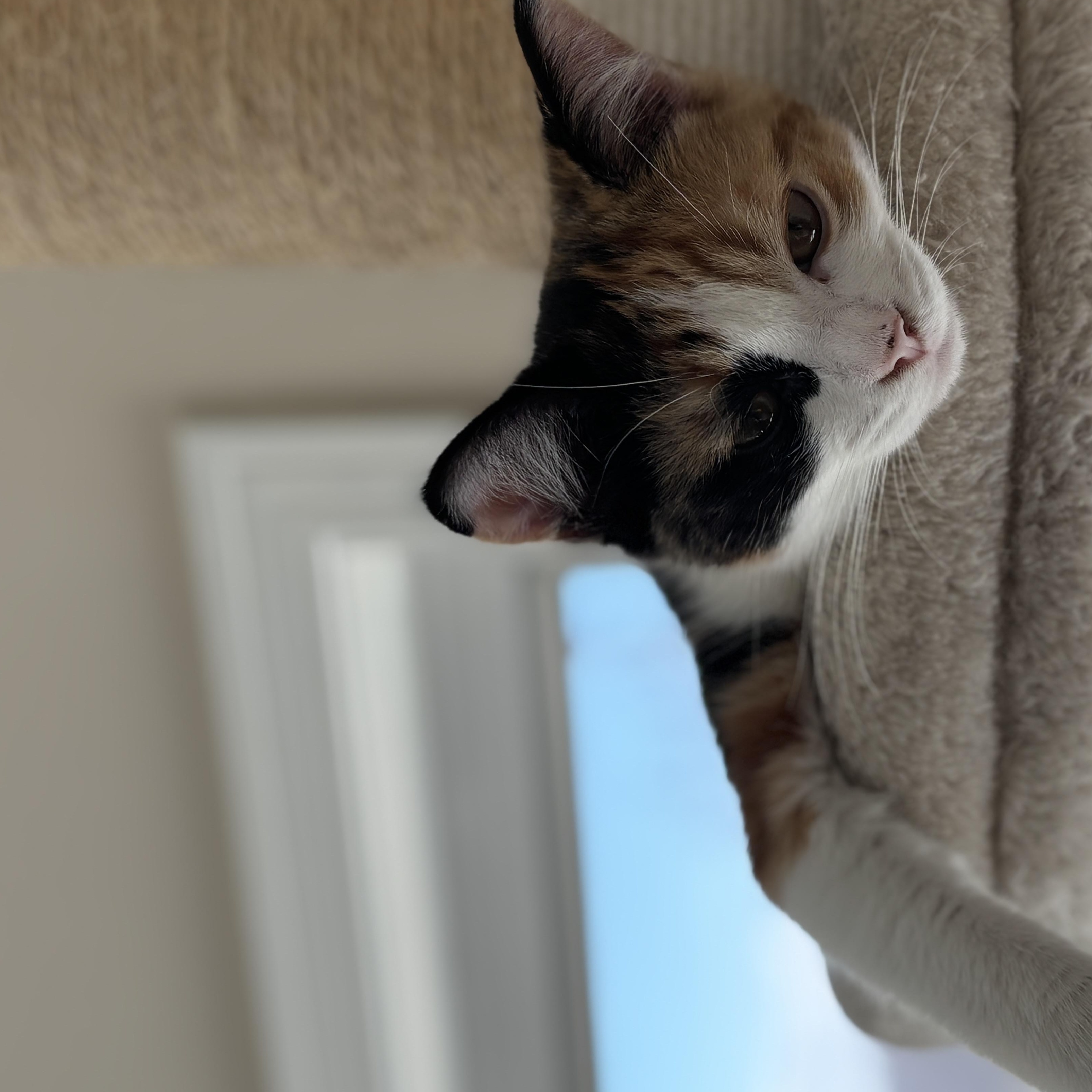 Enlarge Cindy (bonded with Julie), an adopted Domestic Short Hair in Everett, ON image 6/6