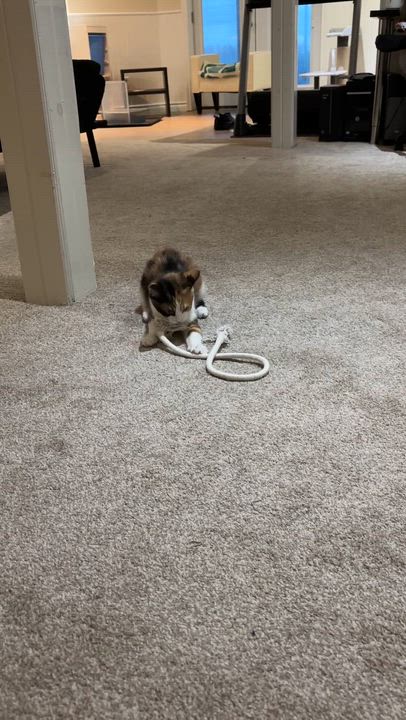 Enlarge Cindy (bonded with Julie), an adopted Domestic Short Hair in Everett, ON video 3/6