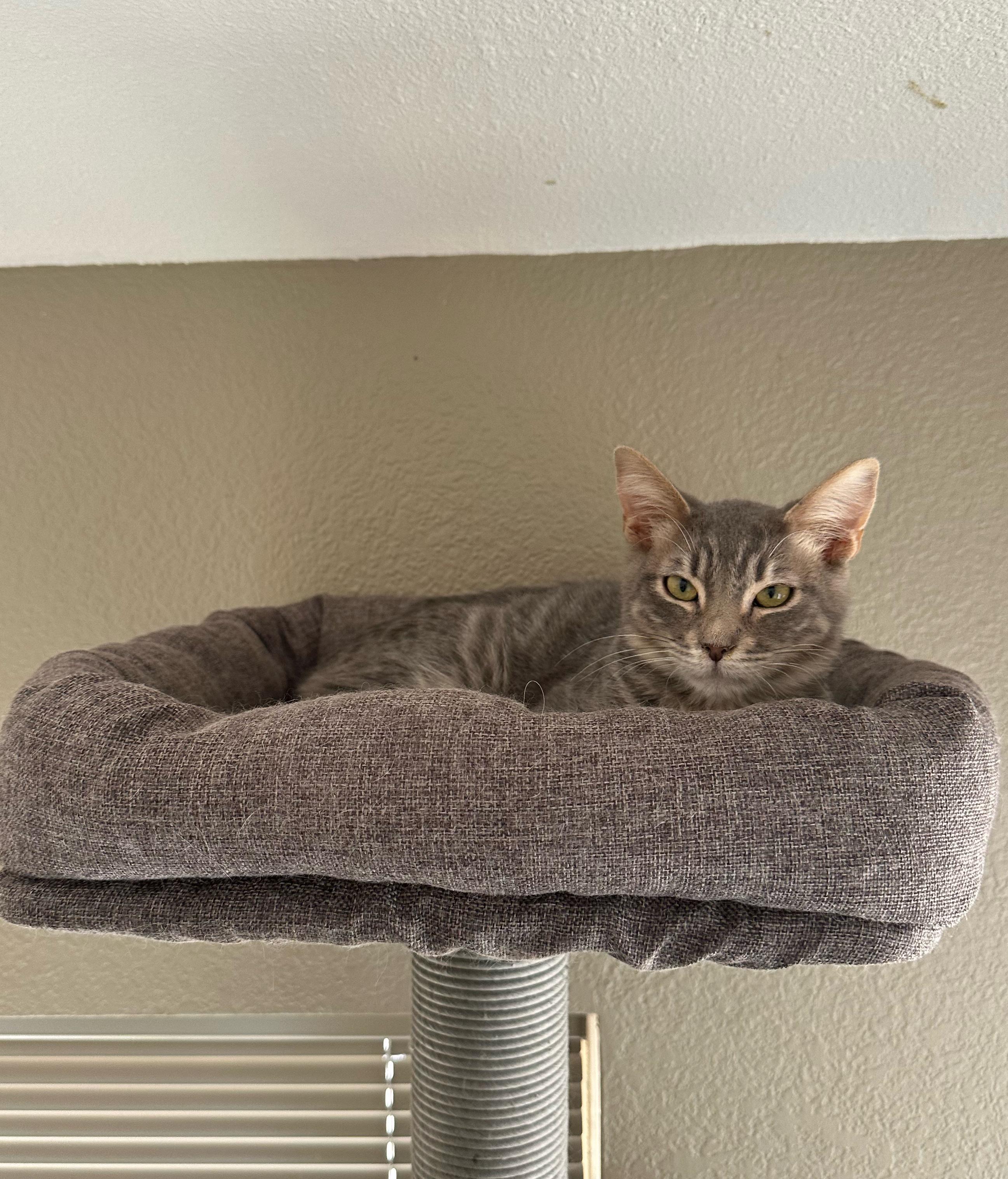 Athena, Adoptable, Kitten Female Tabby.