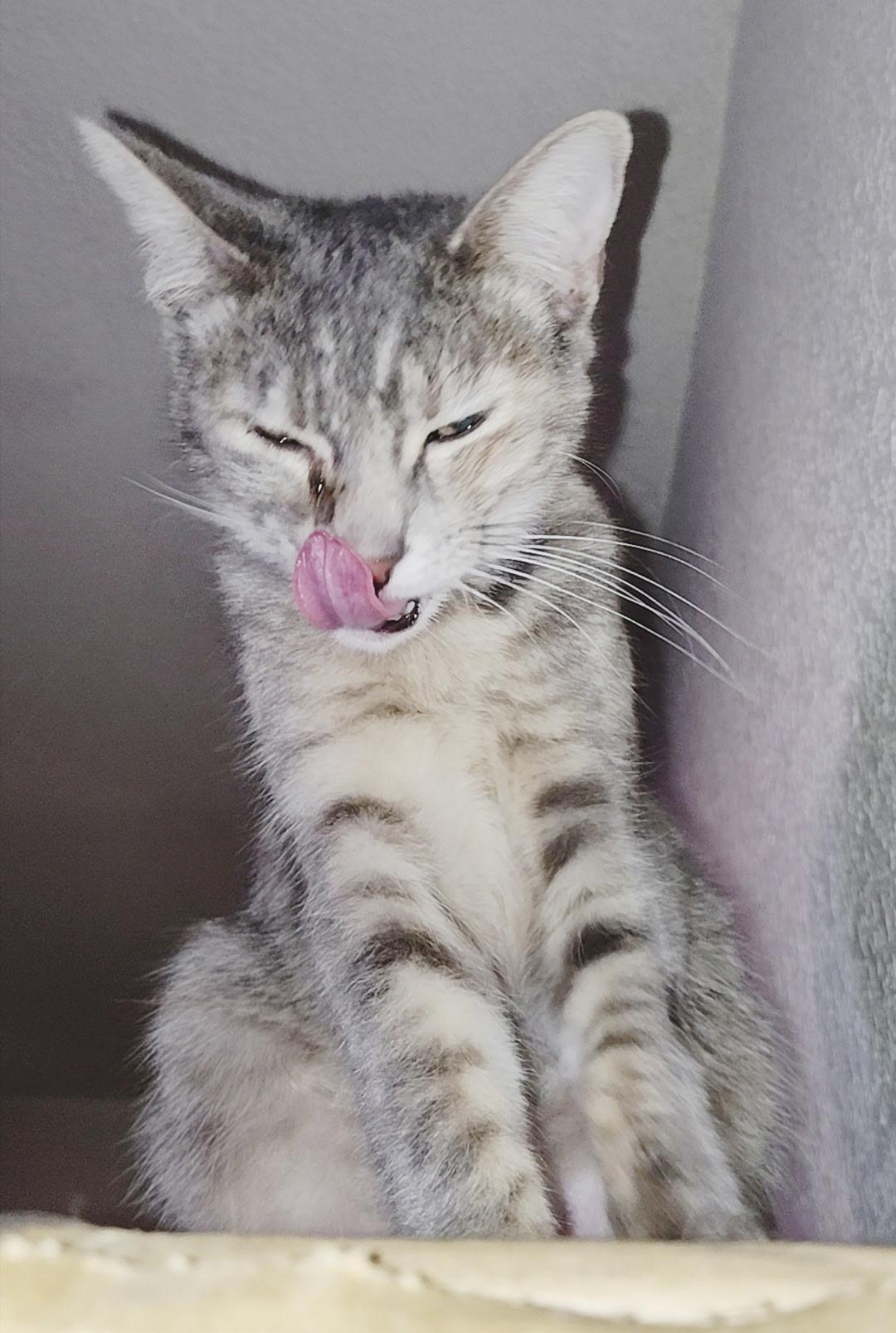 Enlarge Athena, a Adoptable Tabby in kingman, AZ image 2/2