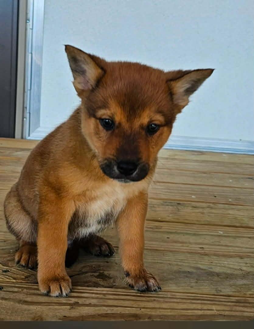 Otis, Adoptable, Puppy Male Mixed Breed.