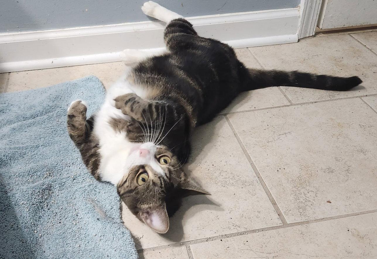 Zuri, Adoptable, Adult Female Domestic Short Hair.