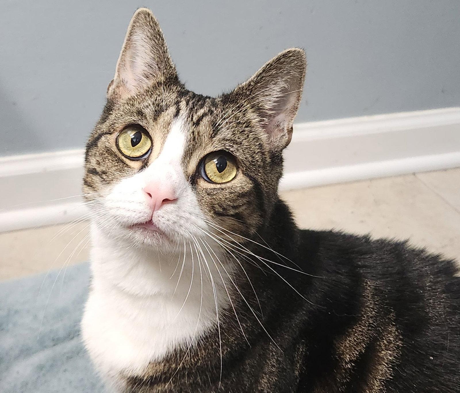 Enlarge Zuri, a Adoptable Domestic Short Hair in Herndon, VA image 2/3