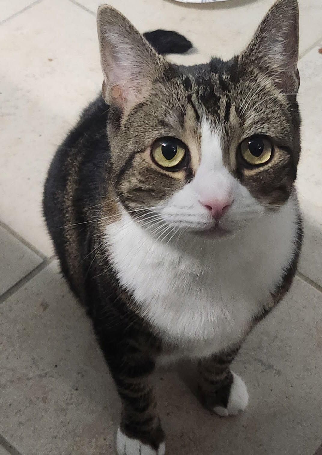 Enlarge Zuri, a Adoptable Domestic Short Hair in Herndon, VA image 3/3