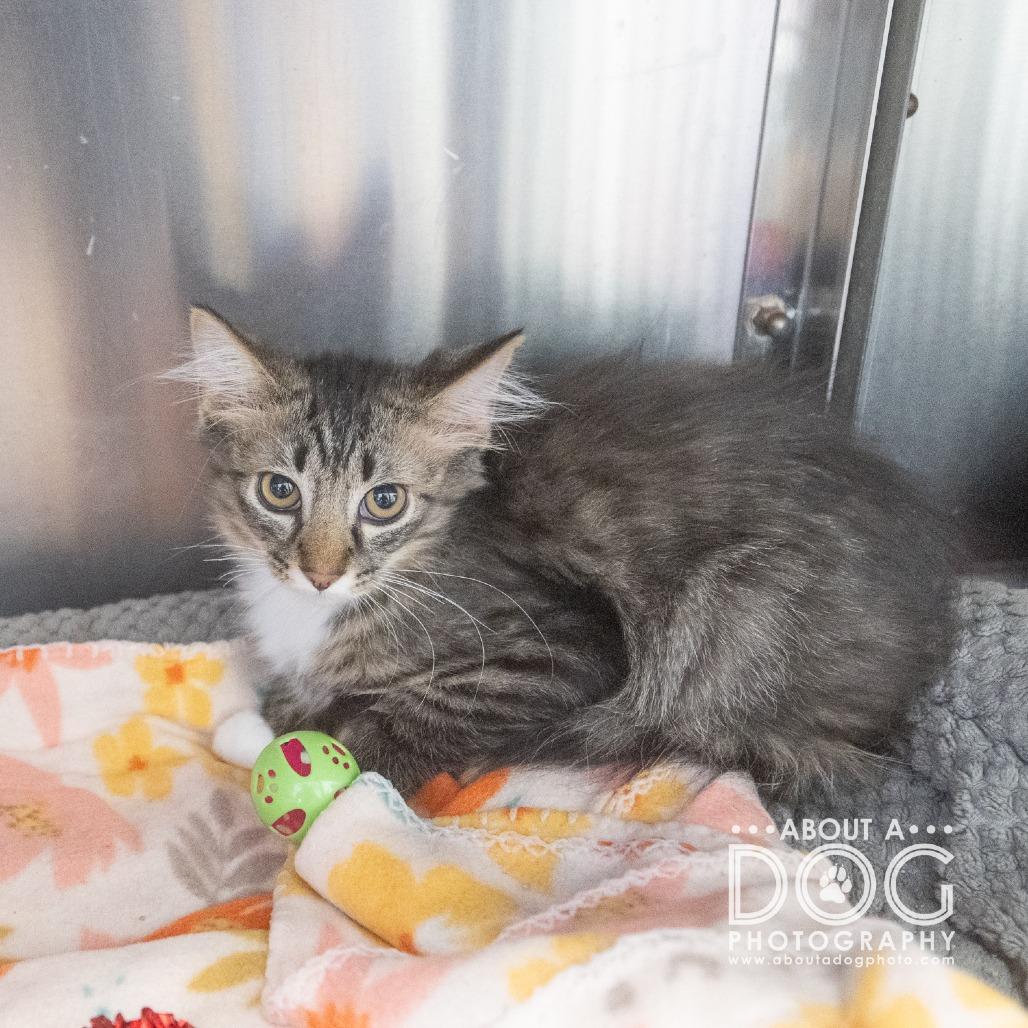 Virgo, Adoptable, Kitten Male Domestic Medium Hair.