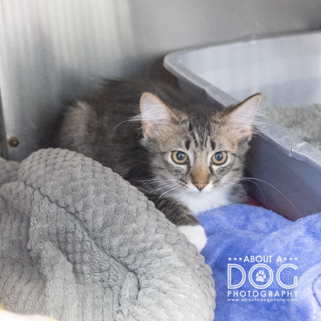 Enlarge Virgo, a Adoptable Domestic Medium Hair in Saint Cloud, MN image 2/4