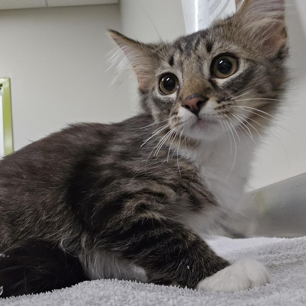 Enlarge Virgo, a Adoptable Domestic Medium Hair in Saint Cloud, MN image 3/4