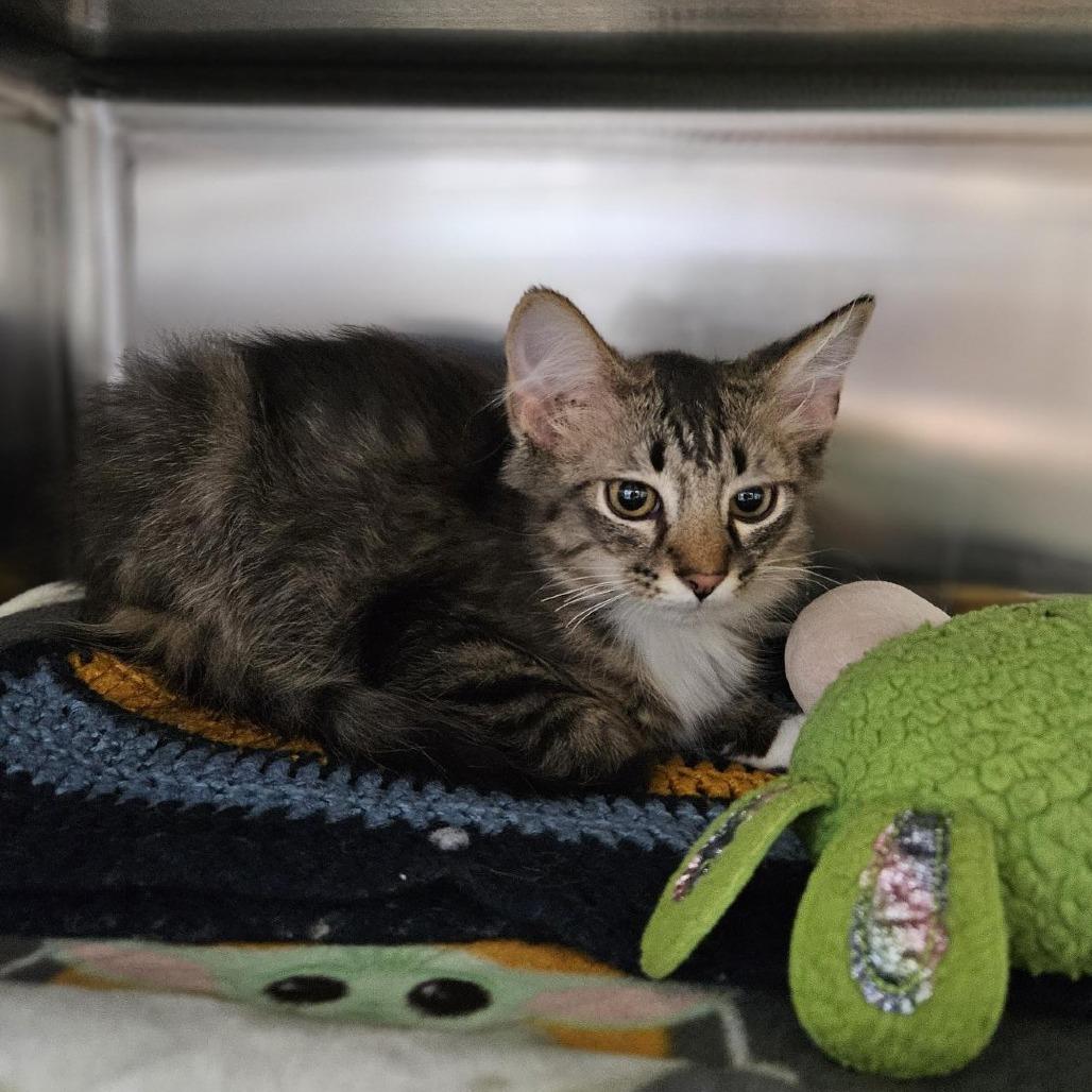 Enlarge Virgo, a Adoptable Domestic Medium Hair in Saint Cloud, MN image 4/4