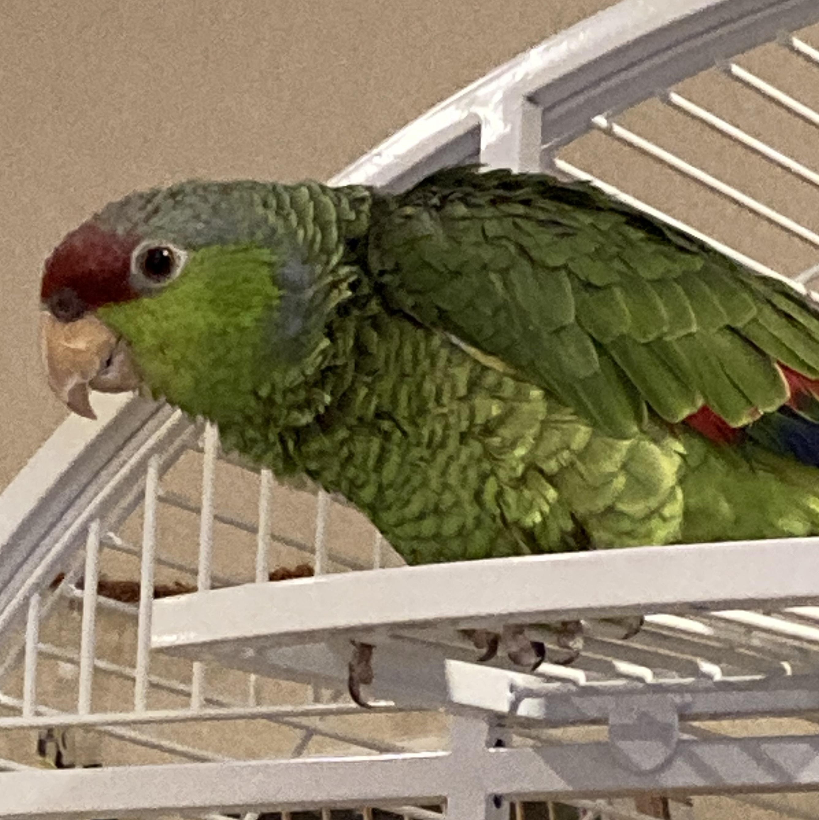 Lily, Adopted, Adult Female Amazon.