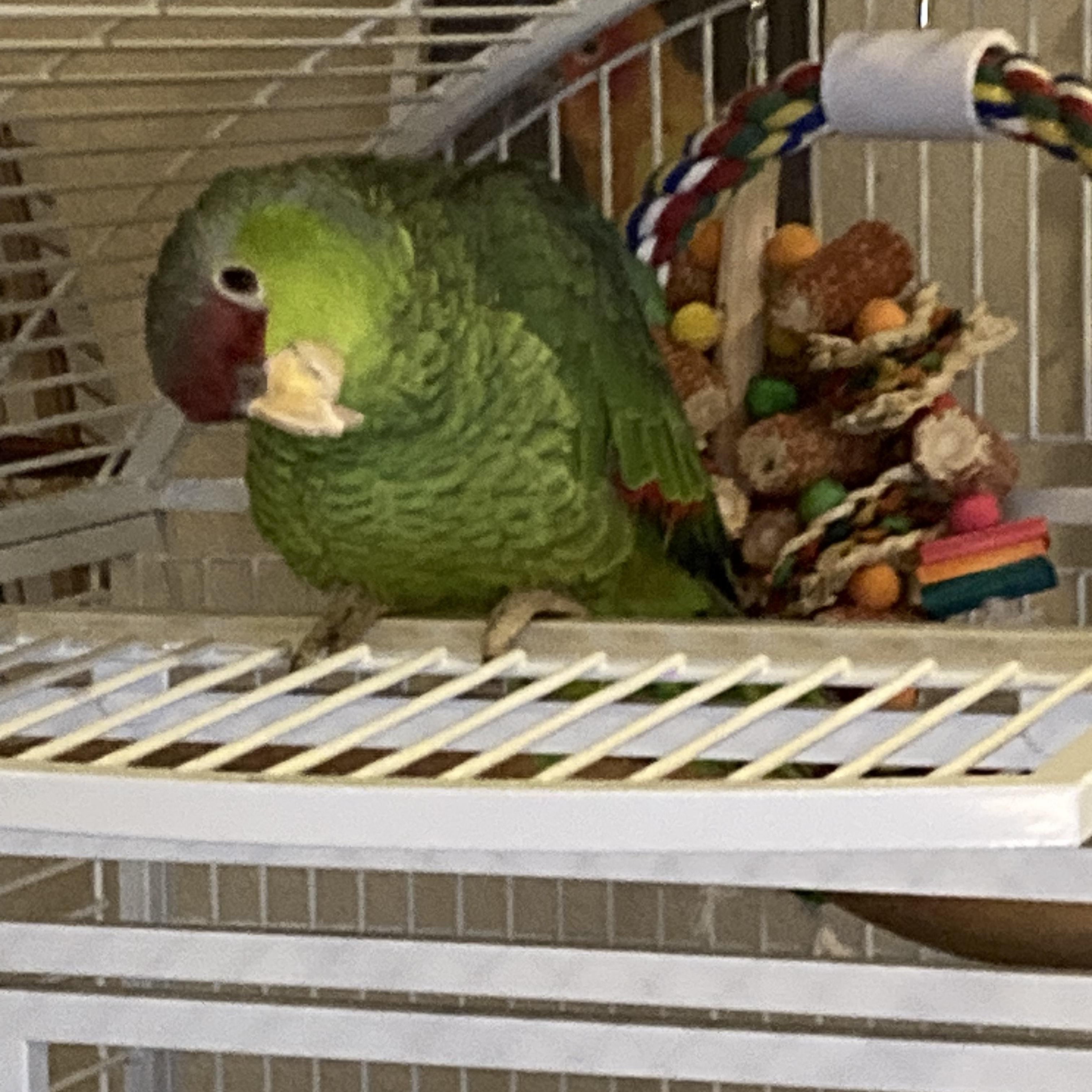 Enlarge Lily, a Adopted Amazon in San Diego, CA image 3/5