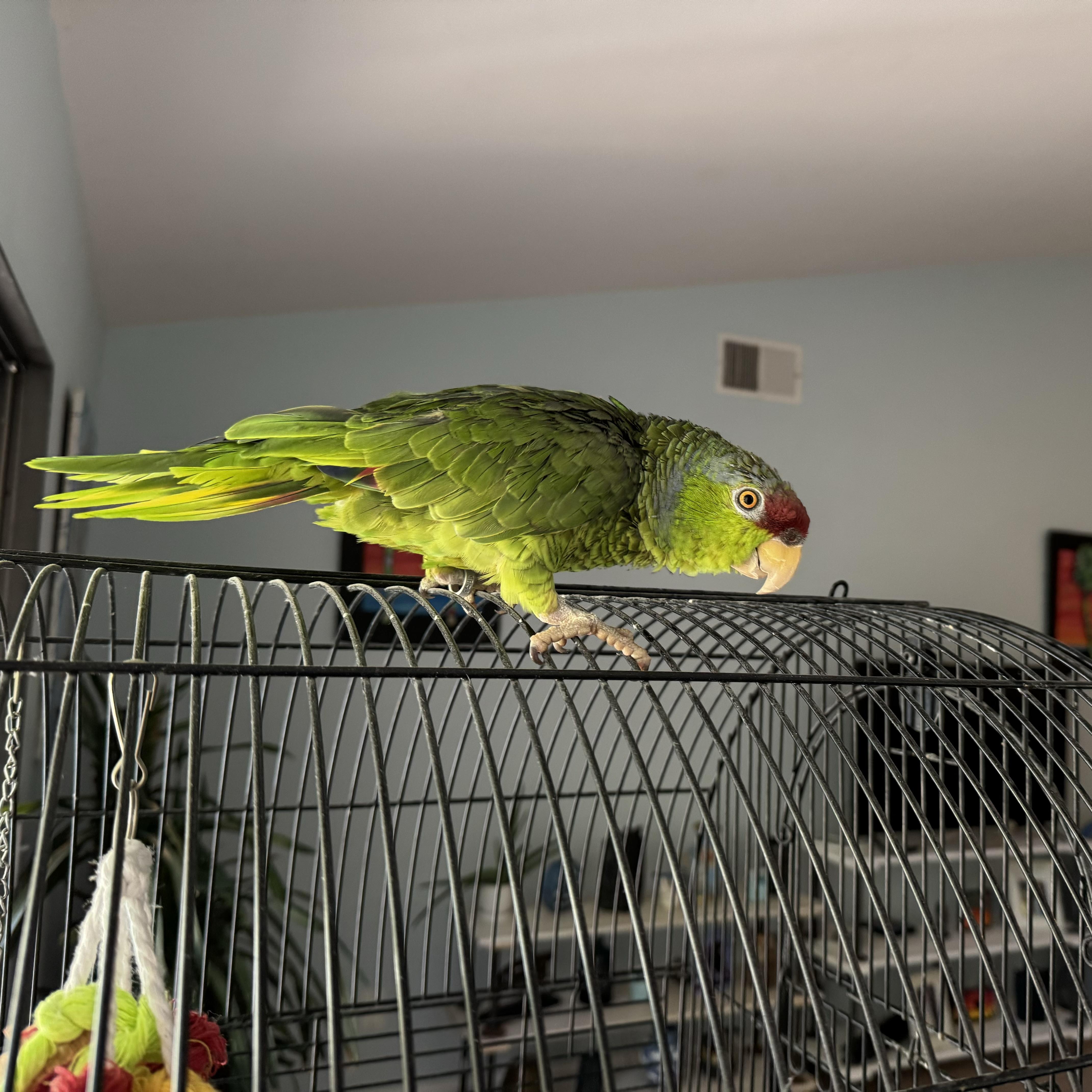 Enlarge Lily, a Adopted Amazon in San Diego, CA image 4/5