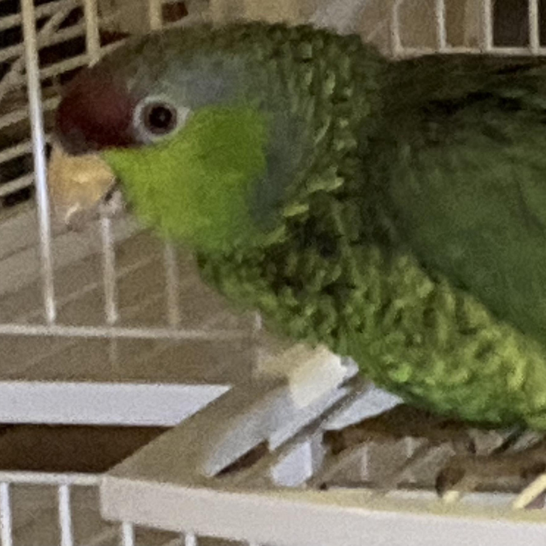 Enlarge Lily, a Adopted Amazon in San Diego, CA image 5/5