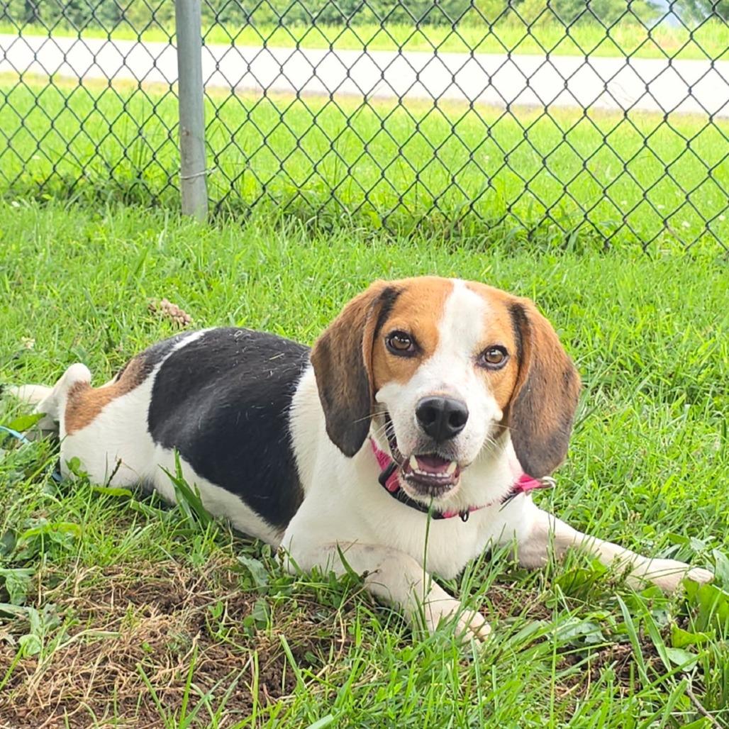 Georgie Harrison, Adoptable, Puppy Male Beagle.