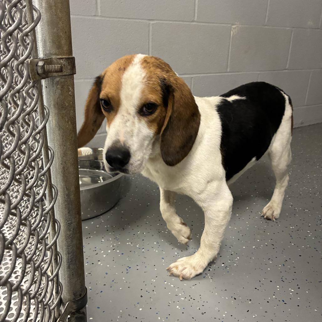 Enlarge Georgie Harrison, a Adoptable Beagle in Danville, KY image 2/2