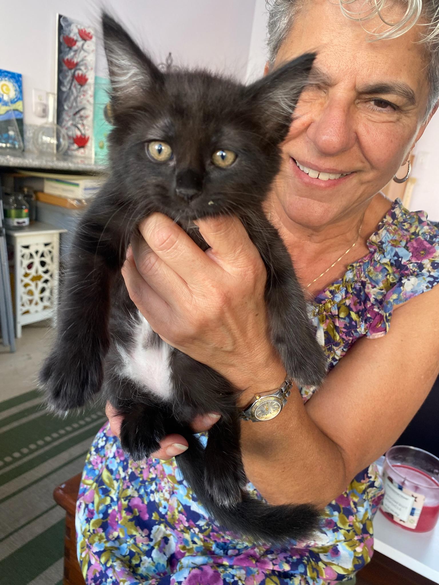 Holland, Adoptable, Kitten Female Domestic Medium Hair.