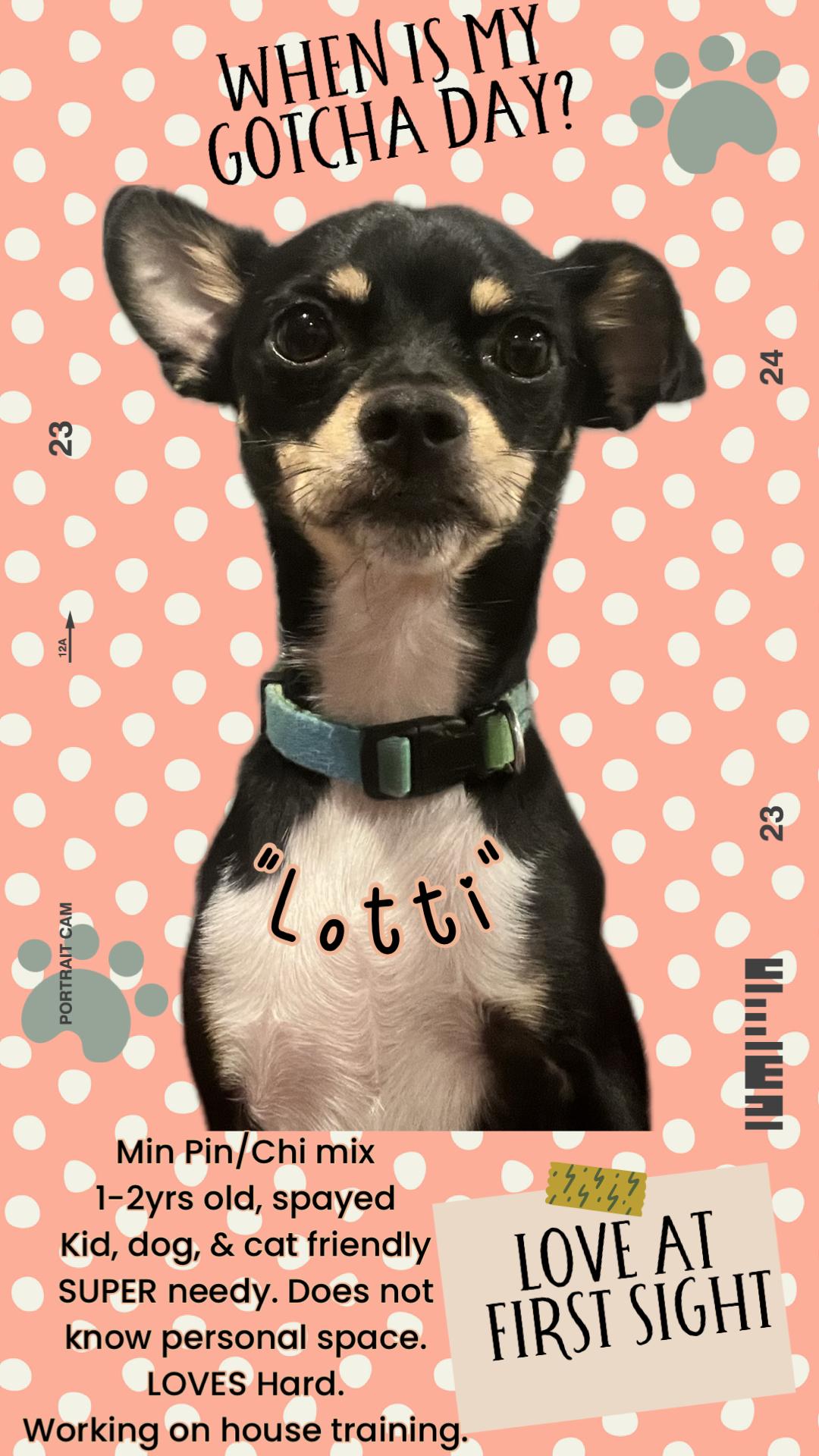 Lotti, a Adoptable mixed breed in Alexandria, VA image 2/6