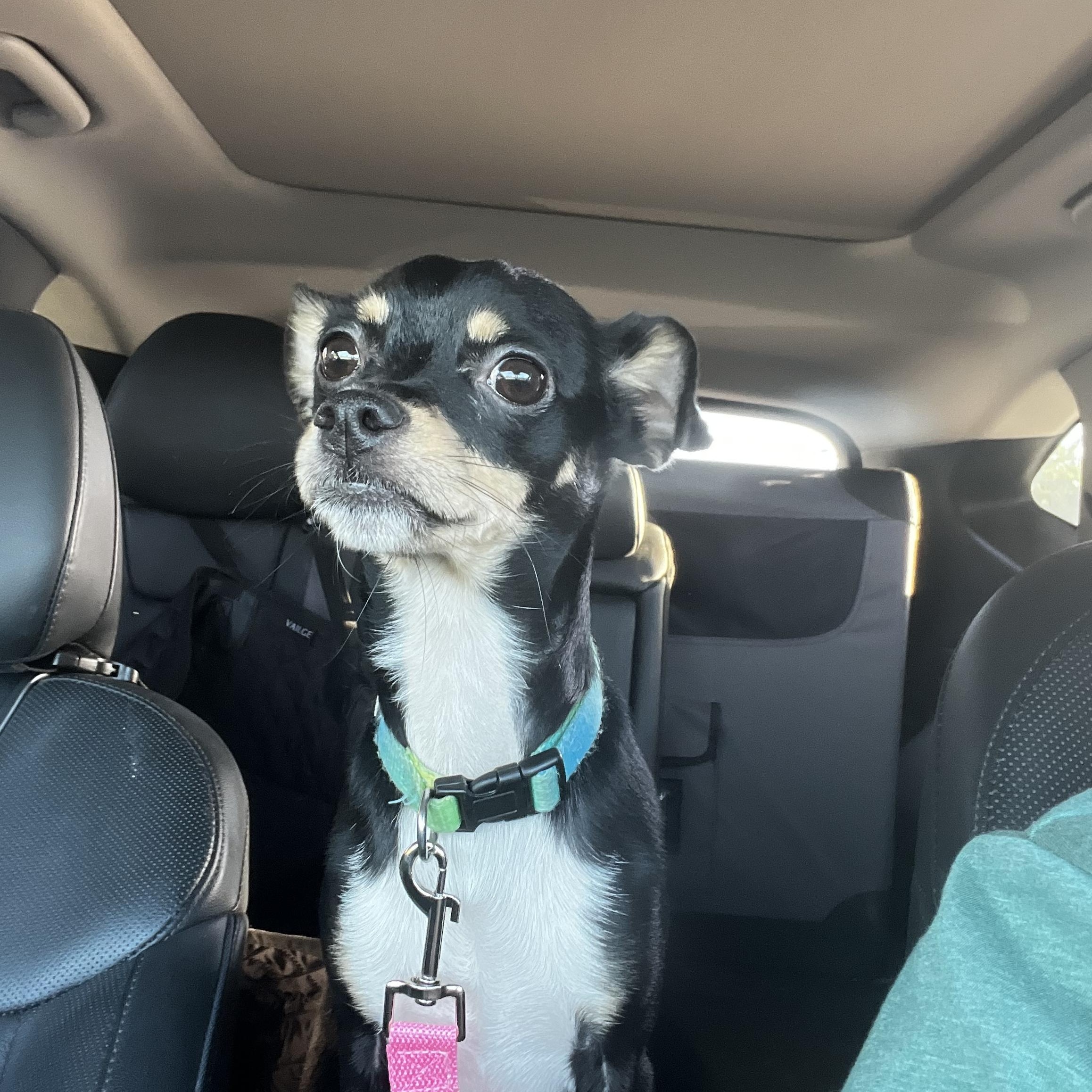 Lotti, a Adoptable mixed breed in Alexandria, VA image 3/6