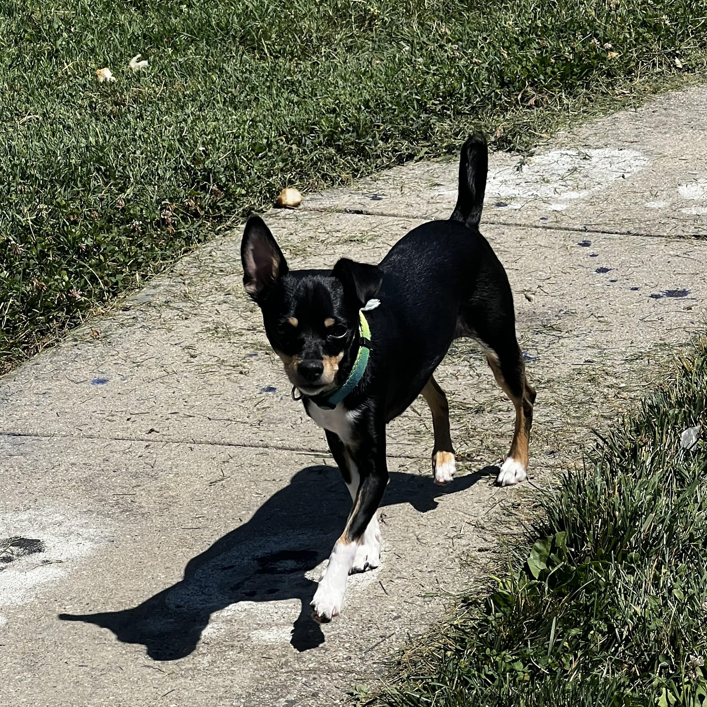 Lotti, a Adoptable mixed breed in Alexandria, VA image 6/6