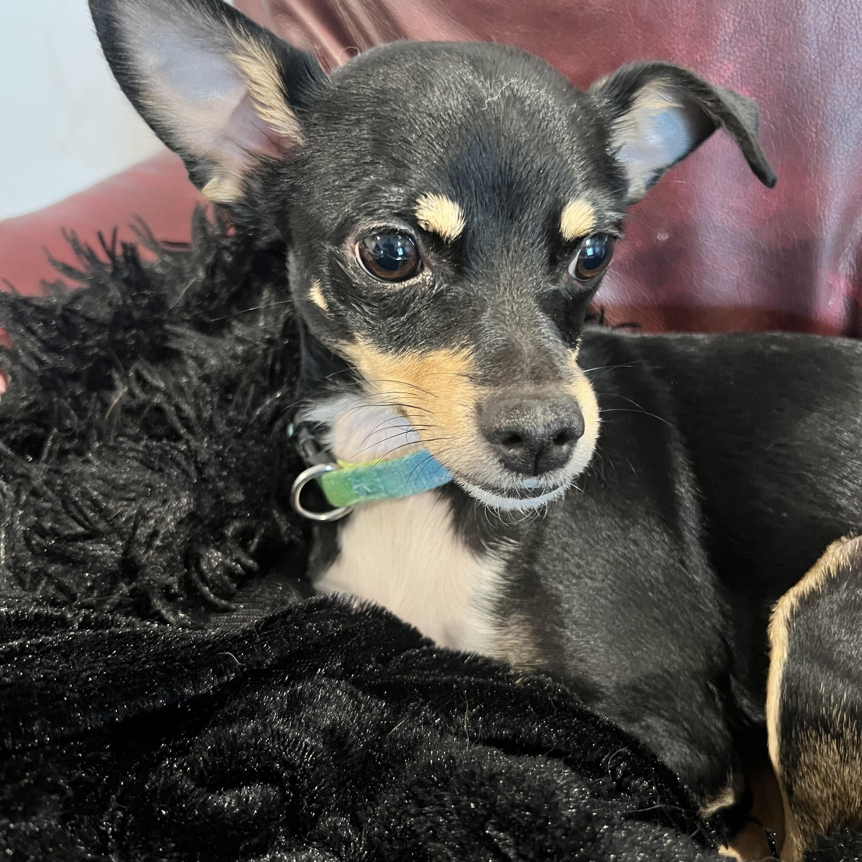 Lotti, a Adoptable mixed breed in Alexandria, VA image 1/6