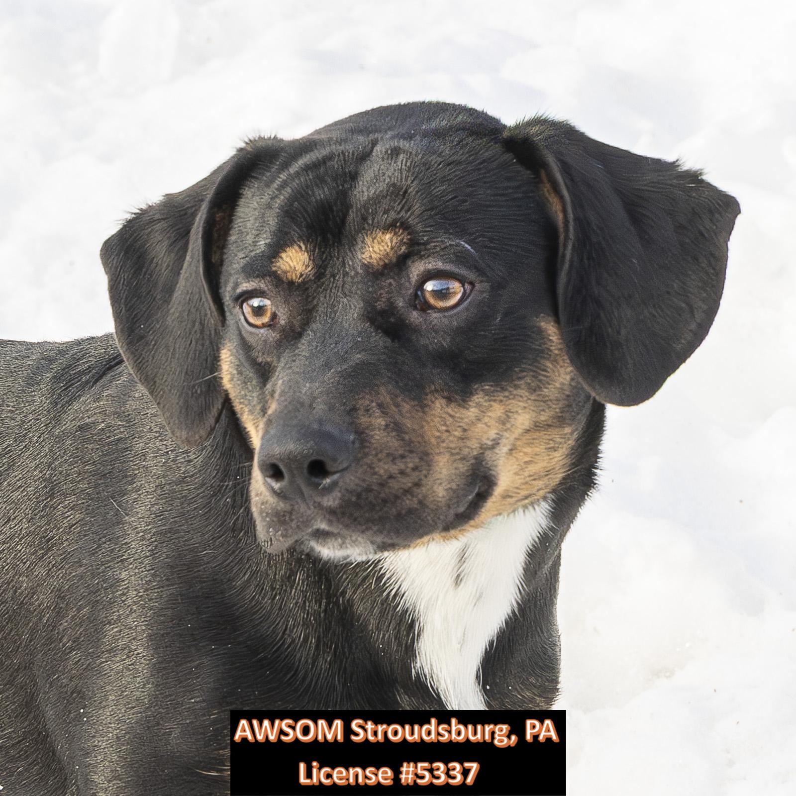 Alfalfa, ADOPTABLE, Young Male Labrador Retriever & Miniature Dachshund.